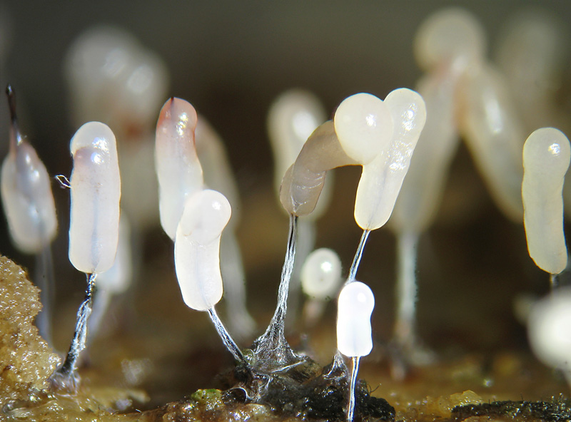 Stemonitopsis typhina